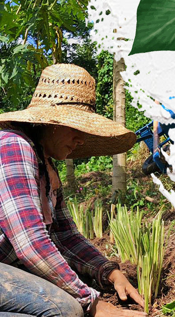 🌿 ¡Transforma tu jardín huerto o finca con Vetiver! 🌿