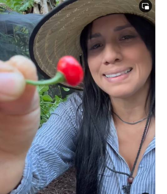 Oferta Especial! Cultiva tu Propio Ají Sabrosito