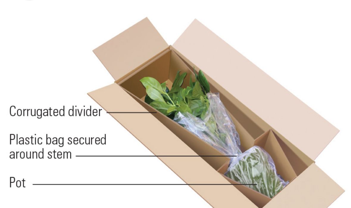 ÁRBOLES PARA ENVÍO