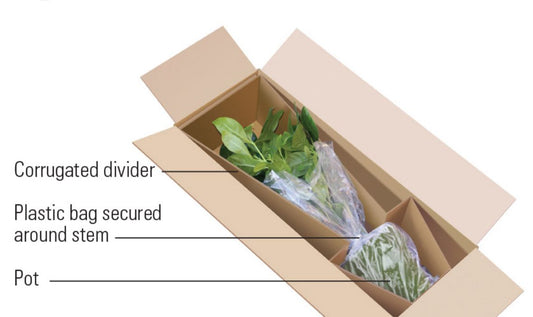 ÁRBOLES PARA ENVÍO