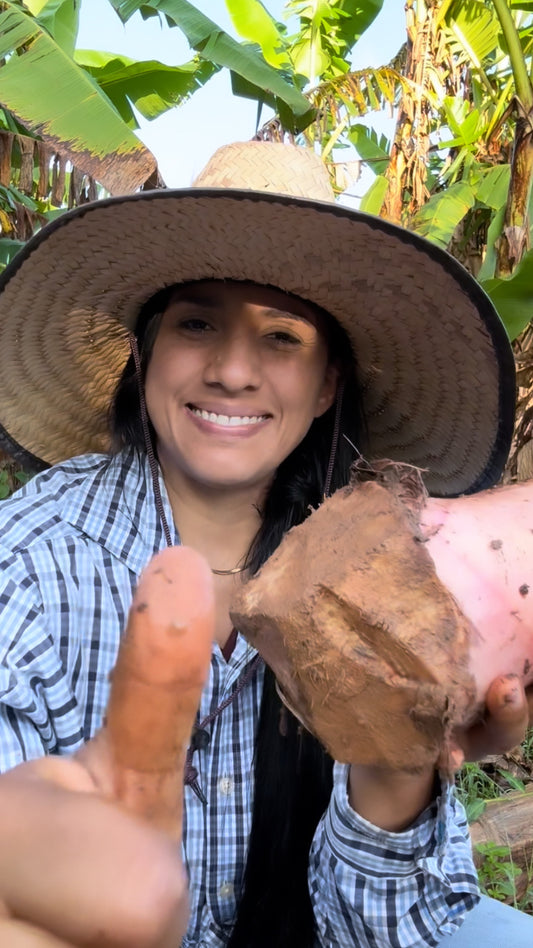 🌱 ¡Oferta Irresistible para Cultivadores de Plátano! 🌱¡Wow! 😲🌿 Por tiempo limitado con CANELA