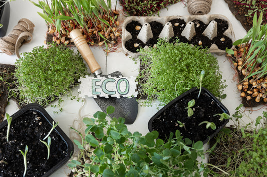 Caja de semillas con composta.